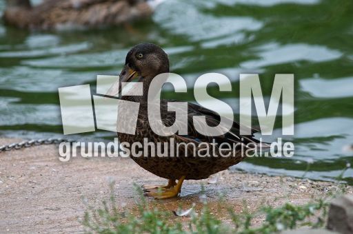 Löffelente (7 von 8).jpg